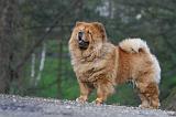 CHOW CHOW 580